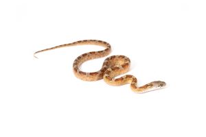 Pantherophis guttatus, caramel bloored piedside "low white"
